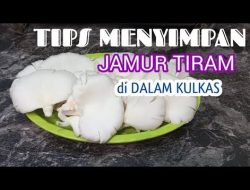 Cara Menyimpan Jamur Tiram Agar Awet Seminggu di Kulkas: Panduan Lengkap dan Praktis