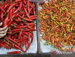 Panduan Lengkap Cara Membedakan Cabai Rawit Merah dan Cabai Rawit Lokal untuk Masakan Nusantara