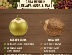 Panduan Lengkap Cara Memilih Kelapa yang Sudah Tua dan Kuantitas Santannya Banyak