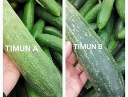 Panduan Lengkap Cara Memilih Mentimun yang Tidak Pahit dan Banyak Bijinya untuk Masakan Harian