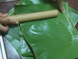 Panduan Lengkap Cara Mengeringkan Daun Pisang untuk Membungkus Makanan Agar Tidak Mudah Robek Secara Natural