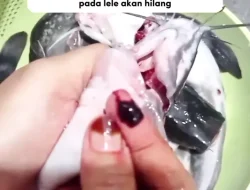 Panduan Lengkap: Cara Menghilangkan Bau Amis Ikan Lele Sebelum Digoreng Agar Renyah dan Lezat