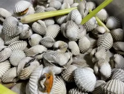 Panduan Lengkap Cara Menghilangkan Bau Anyir pada Kerang Darah Agar Lezat dan Segar