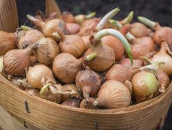 Panduan Lengkap Cara Menyimpan Bawang Bombay Agar Tidak Cepat Busuk dan Berkecambah
