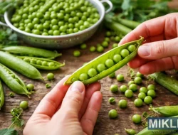 Panduan Lengkap Memilih, Menyimpan, dan Mengolah Kacang Polong Segar yang Manis dan Lezat