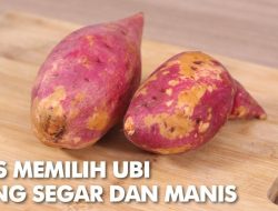 Panduan Lengkap Memilih Ubi Jalar yang Manis, Pulen, dan Bebas Serat