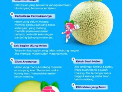 Panduan Lengkap: Tips Memilih Buah Melon yang Matang Sempurna di Pohon