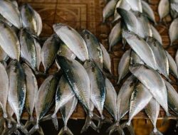 Panduan Lengkap: Tips Memilih Ikan Kembung yang Masih Segar dari Pasar untuk Masakan Lezat