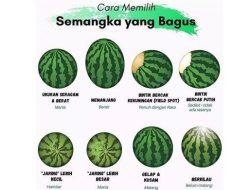 Panduan Lengkap: Trik Memilih Buah Semangka yang Manis dan Merah Merona