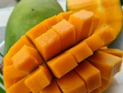 Rahasia Memilih Mangga Harum Manis Segar dan Matang Sempurna di Pasar Tanpa Harus Membelahnya