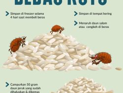 Rahasia Stok Beras Awet: Tips Menyimpan Beras Agar Tidak Kena Ngengat dan Serangga