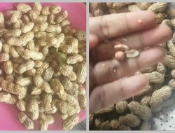 Trik Dapur: Cara Mengempukkan Kacang Tanah Tanpa Direbus Terlu Lama yang Efektif dan Hemat Gas
