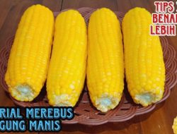 Trik Merebus Jagung Manis Agar Bijinya Tetap Manis dan Montok secara Natural